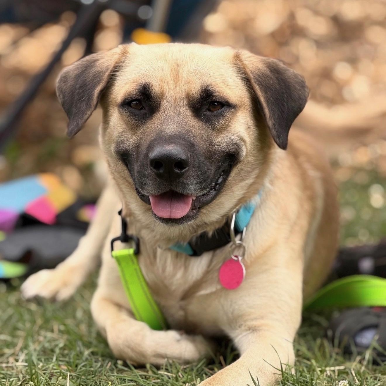 Enlarge Asher, a Adoptable mixed breed in Cedarburg, WI image 2/6