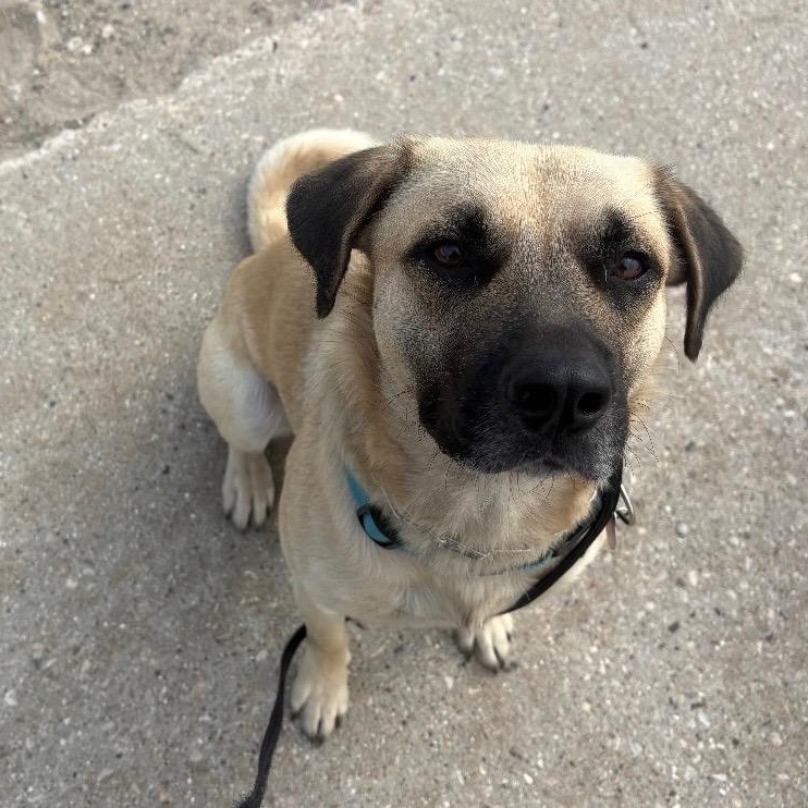 Enlarge Asher, a Adoptable mixed breed in Cedarburg, WI image 4/6