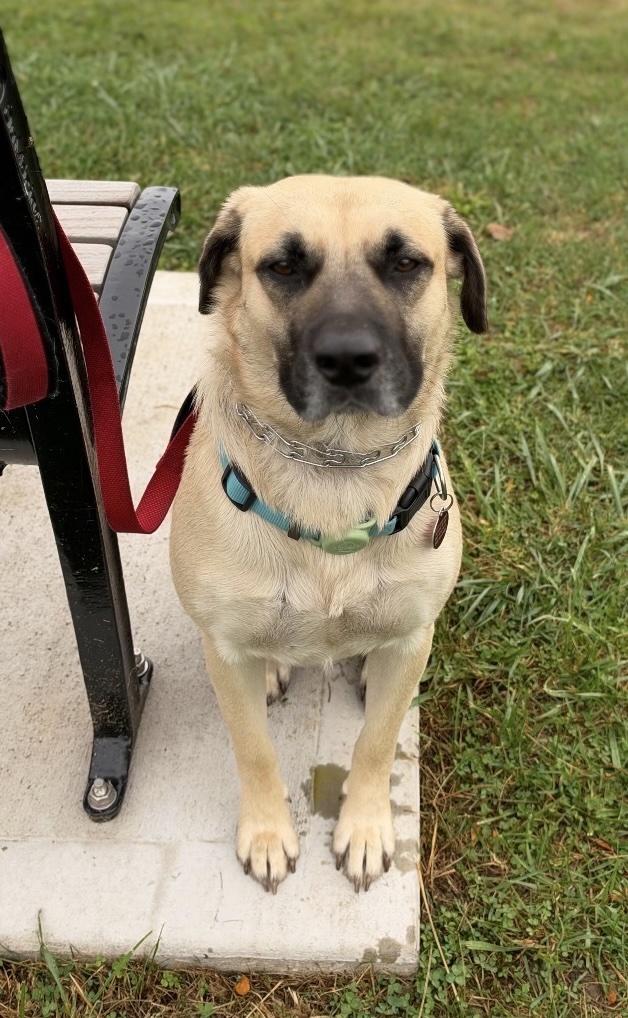 Enlarge Asher, a Adoptable mixed breed in Cedarburg, WI image 6/6