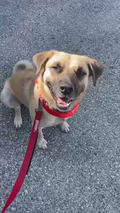Enlarge Asher, a Adoptable mixed breed in Cedarburg, WI video 5/6