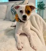 Penelope, adopted, Young Female Chihuahua.