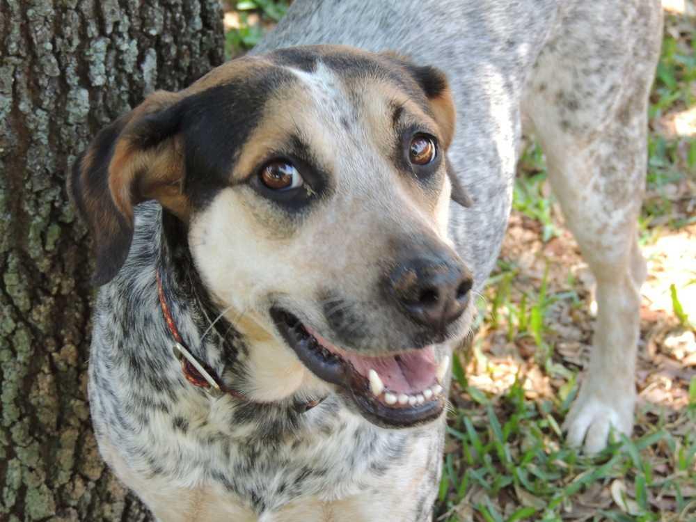 Enlarge Sadie, a Adopted mixed breed in Grand Island, FL image 1/3