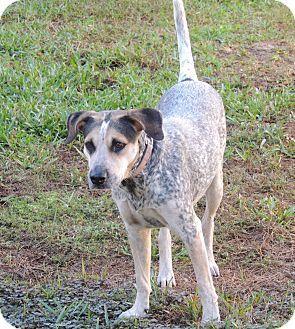 Enlarge Sadie, a Adopted mixed breed in Grand Island, FL image 2/3