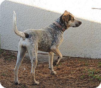 Enlarge Sadie, a Adopted mixed breed in Grand Island, FL image 3/3