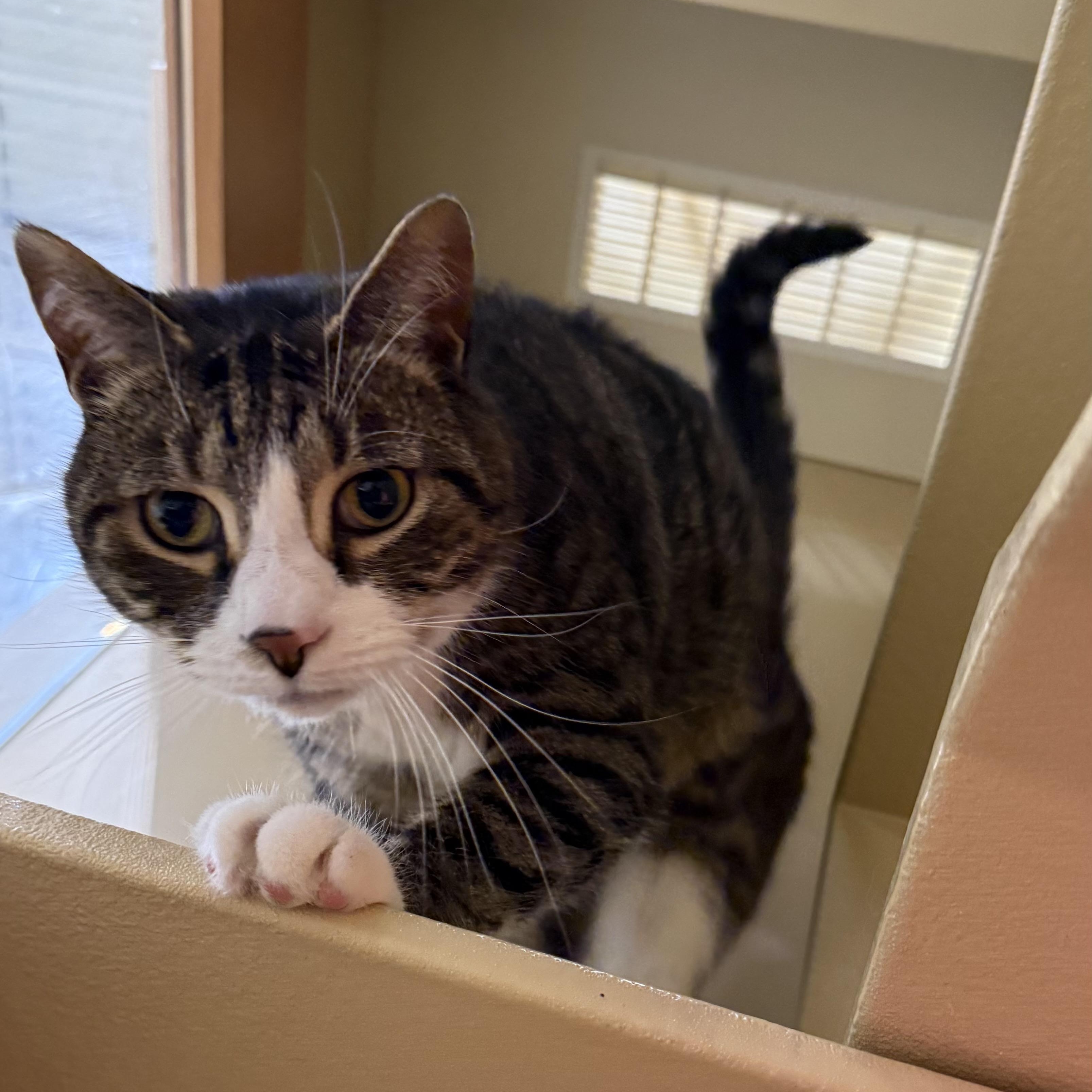 Rolly, adopted, Adult Male Domestic Short Hair.