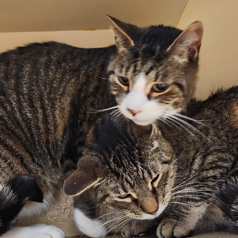 Enlarge Rolly, an adopted Domestic Short Hair in Holly, MI image 2/2