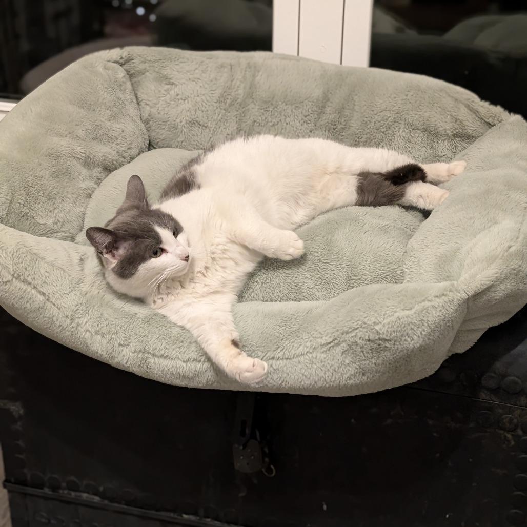 Millie, Adoptable, Adult Female American Shorthair.