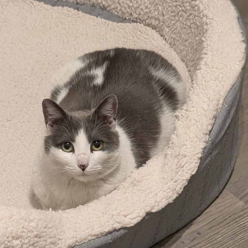 Enlarge Millie, a Adoptable American Shorthair in Raleigh, NC image 2/2