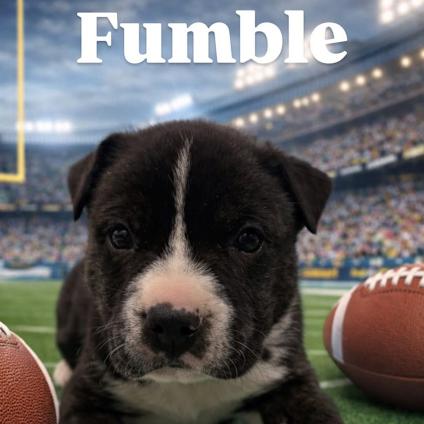 Enlarge Fumble, a Adoptable American Staffordshire Terrier in Raleigh, NC image 1/5