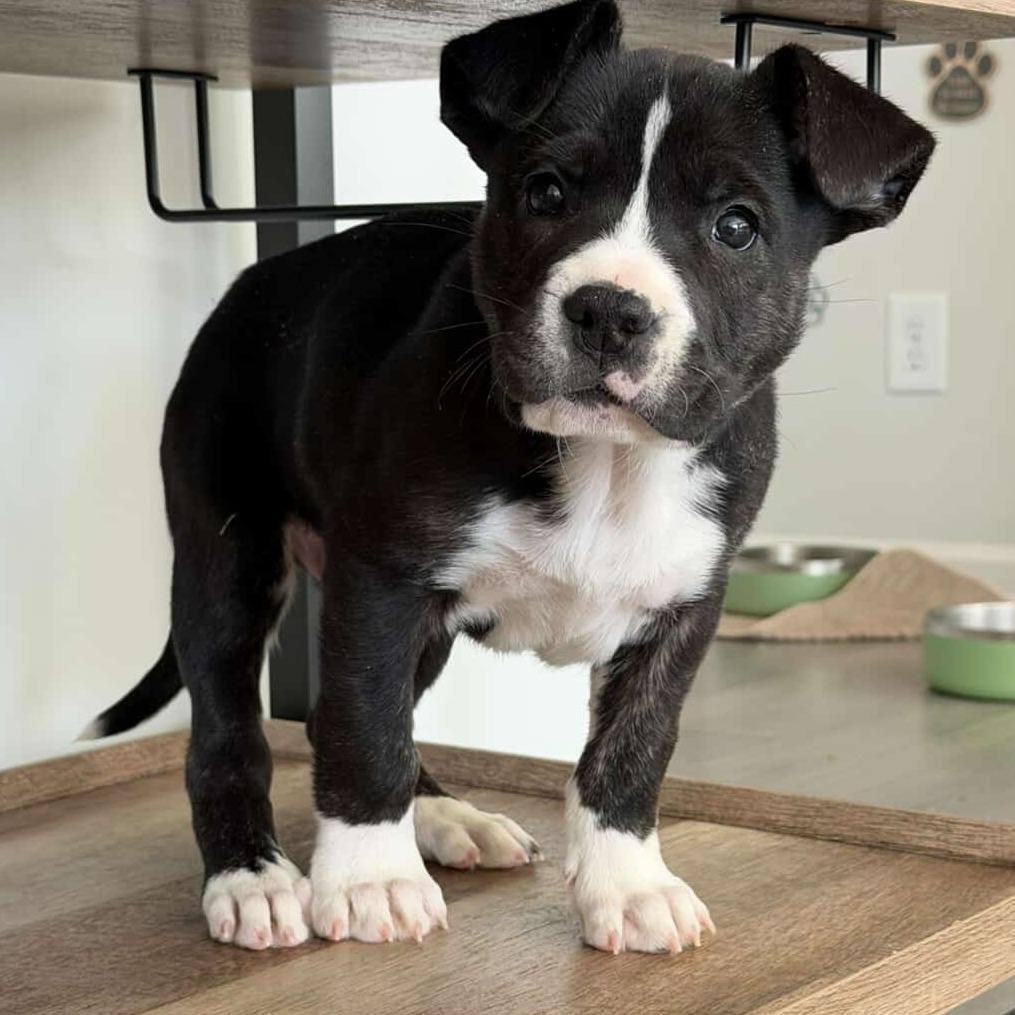 Enlarge Fumble, a Adoptable American Staffordshire Terrier in Raleigh, NC image 3/5