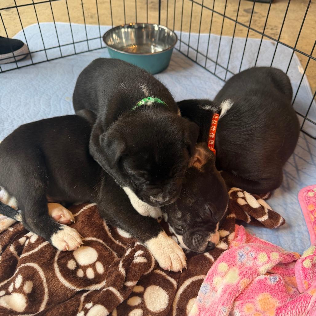 Enlarge Fumble, a Adoptable American Staffordshire Terrier in Raleigh, NC image 4/5