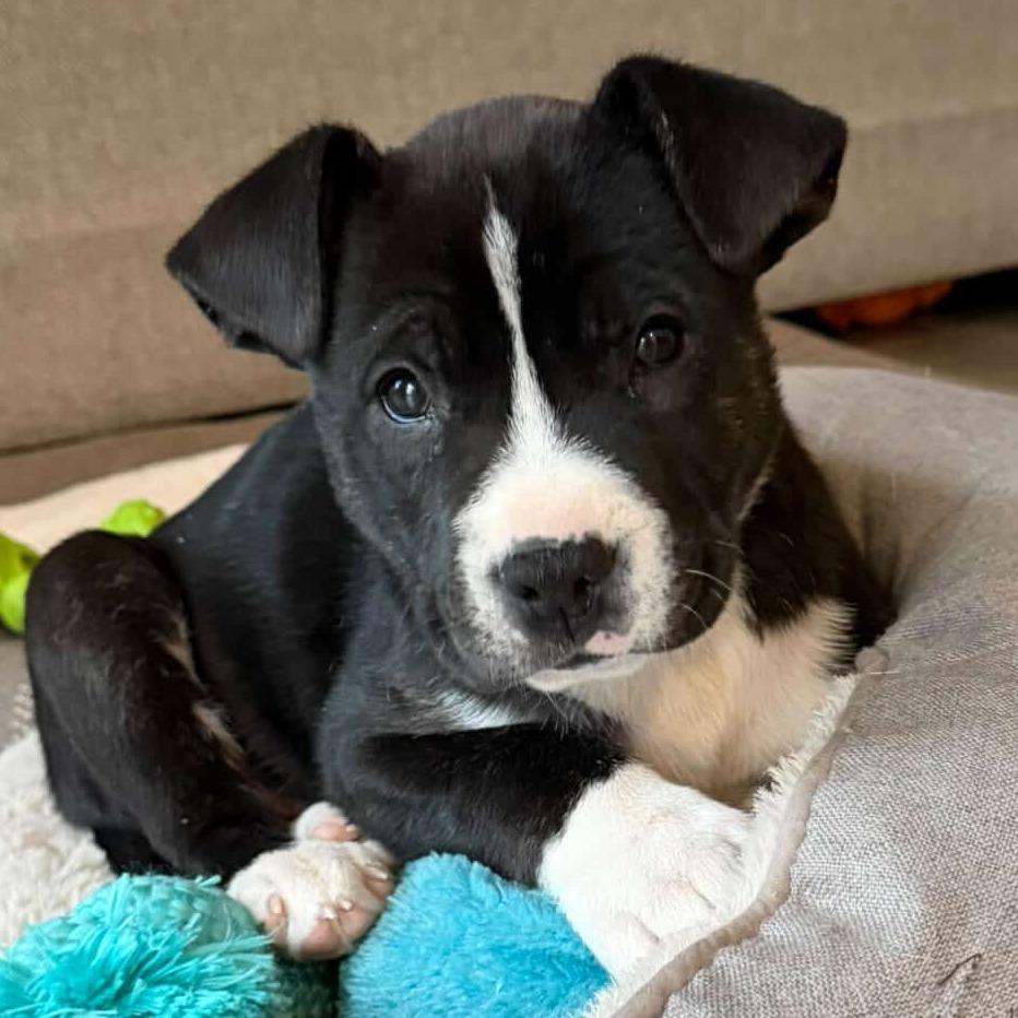 Enlarge Fumble, a Adoptable American Staffordshire Terrier in Raleigh, NC image 5/5