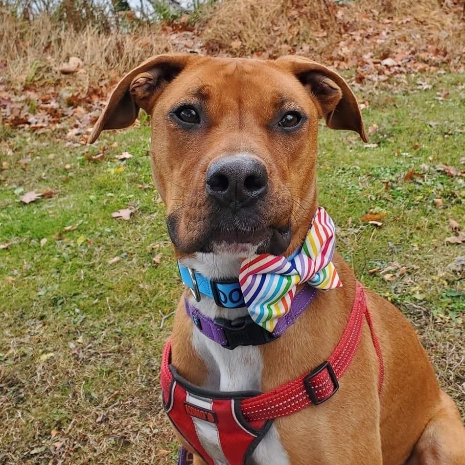 Butters, Adoptable, Young Male Mixed Breed & Rhodesian Ridgeback.