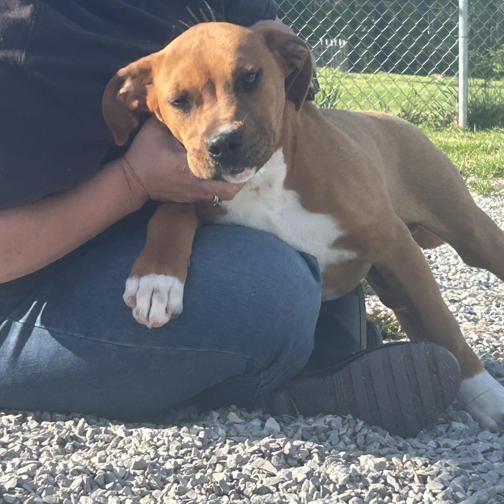 Enlarge Butters, a Adoptable mixed breed in Walden, NY image 1/2