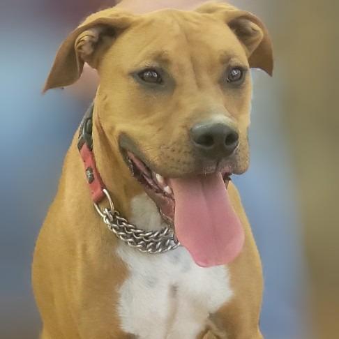 Butters, a Adoptable Mixed Breed in Walden, NY image 2/2