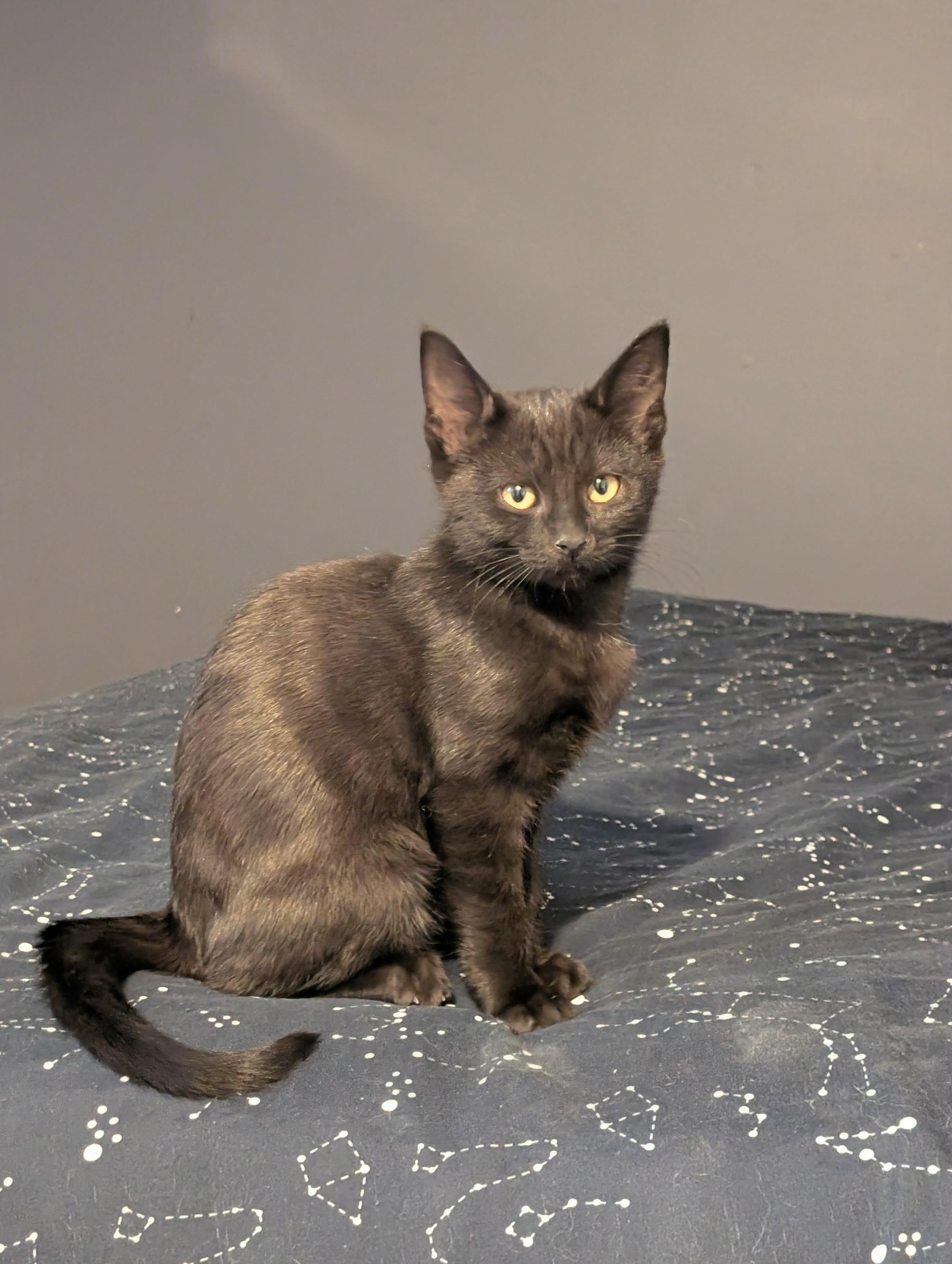 Rip, a Adoptable Domestic Short Hair image 6/6