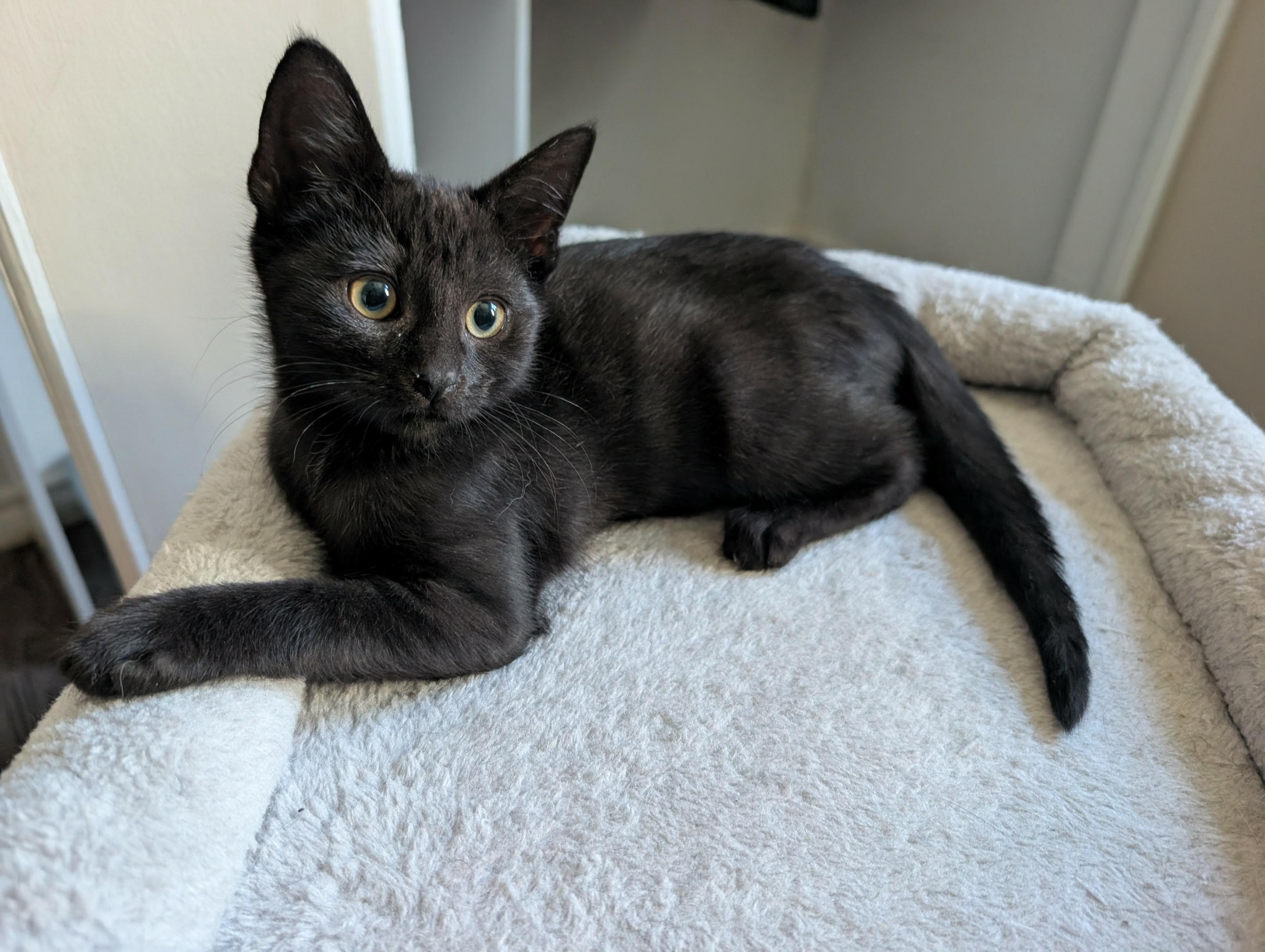 Rip, a Adoptable Domestic Short Hair image 2/6