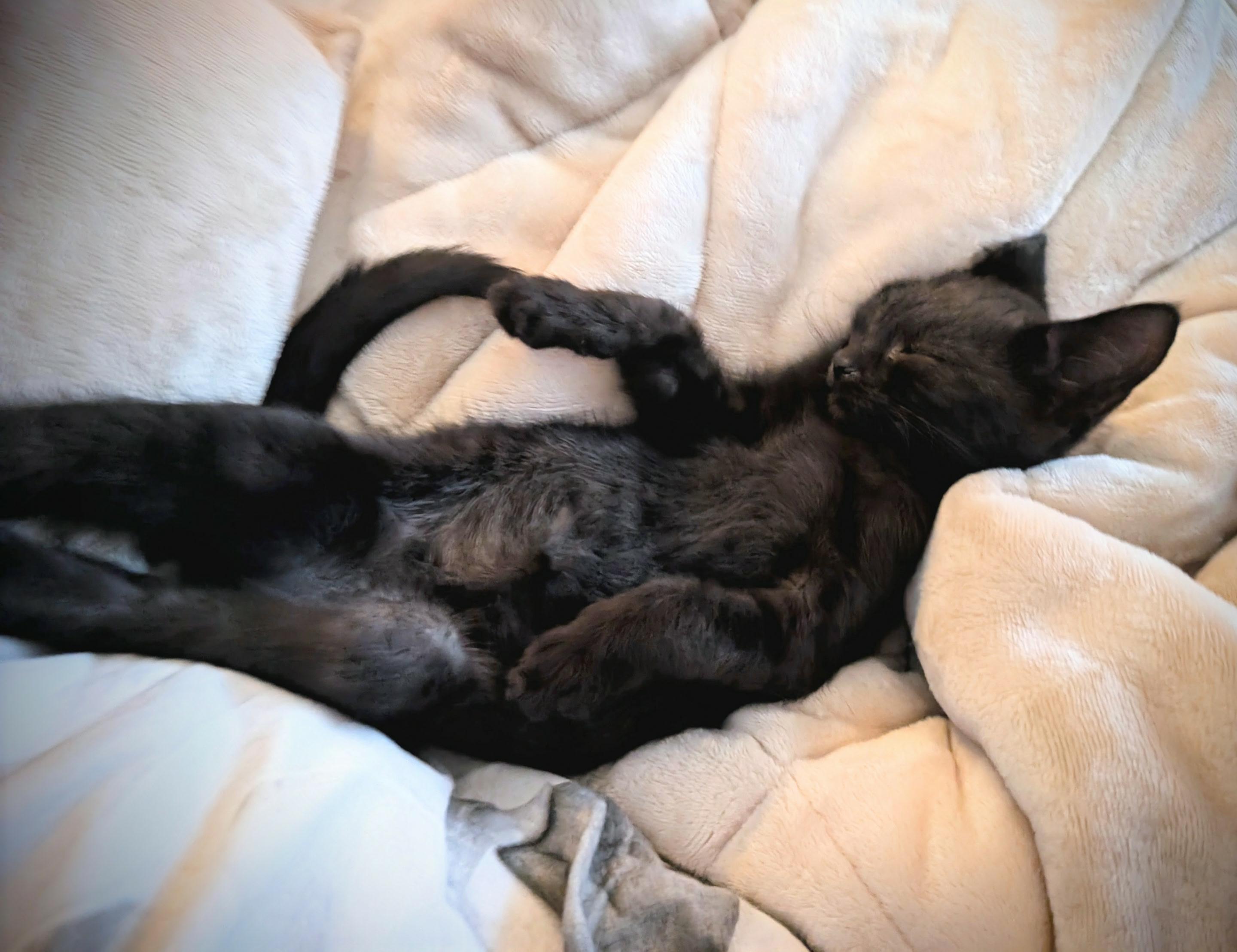 Rip, a Adoptable Domestic Short Hair image 4/6