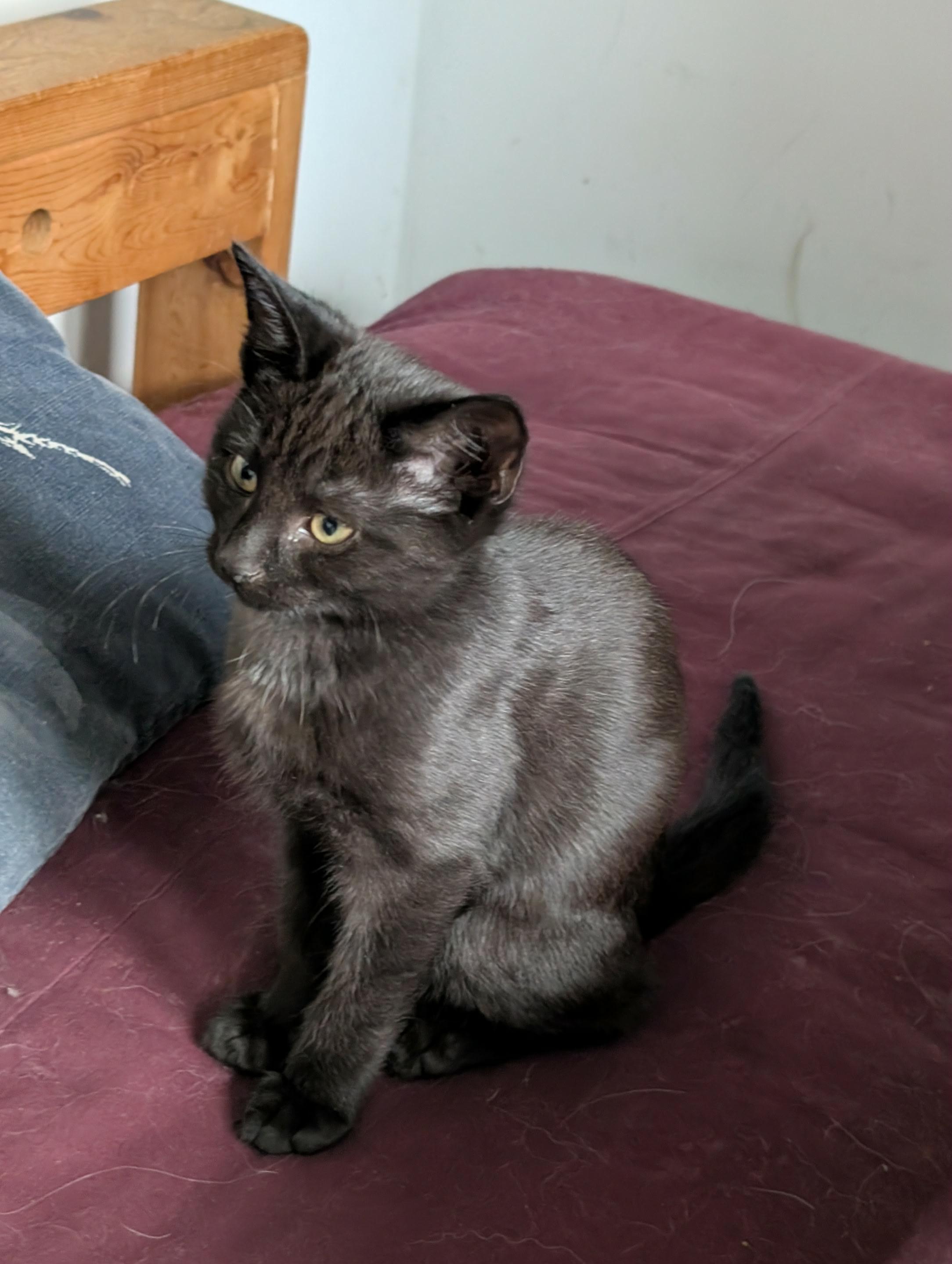 Rip, a Adoptable Domestic Short Hair image 5/6