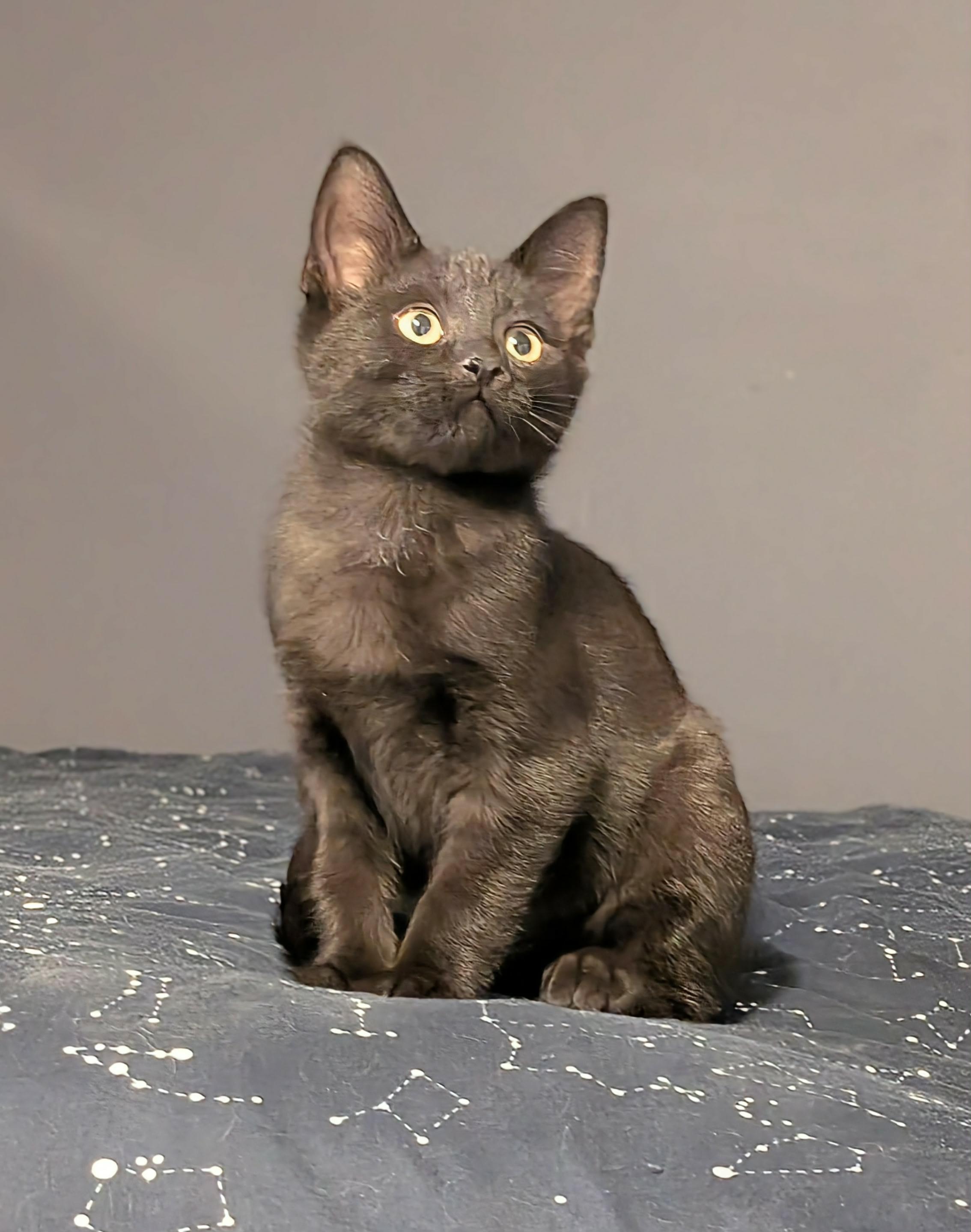 Rip, a Adoptable Domestic Short Hair image 3/6