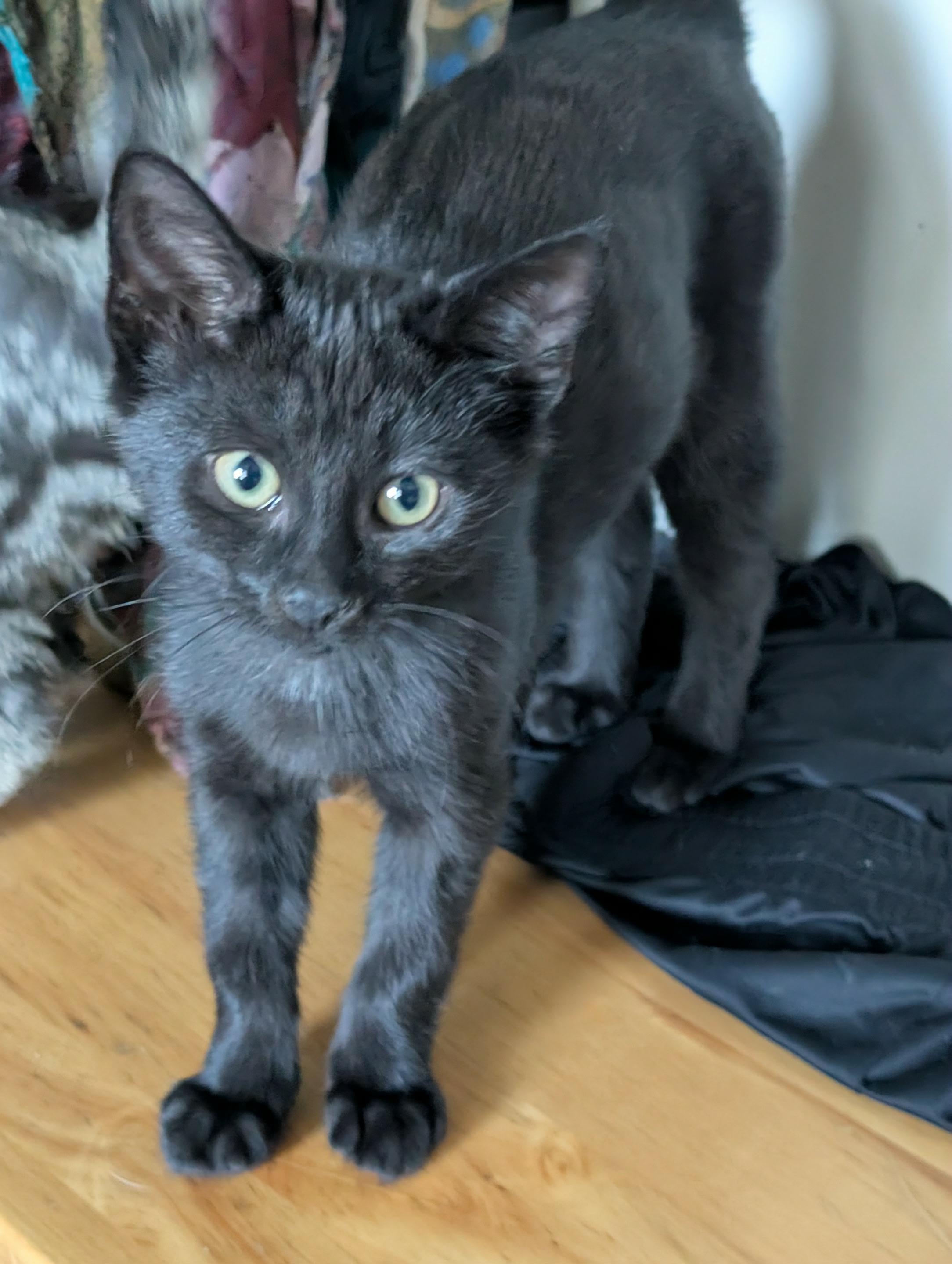 Rip, Adoptable, Kitten Male Domestic Short Hair.