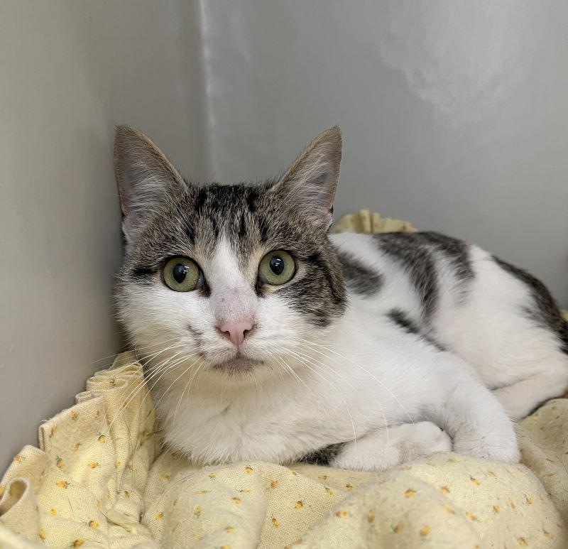 Robin, Adoptable, Adult Male Domestic Short Hair.