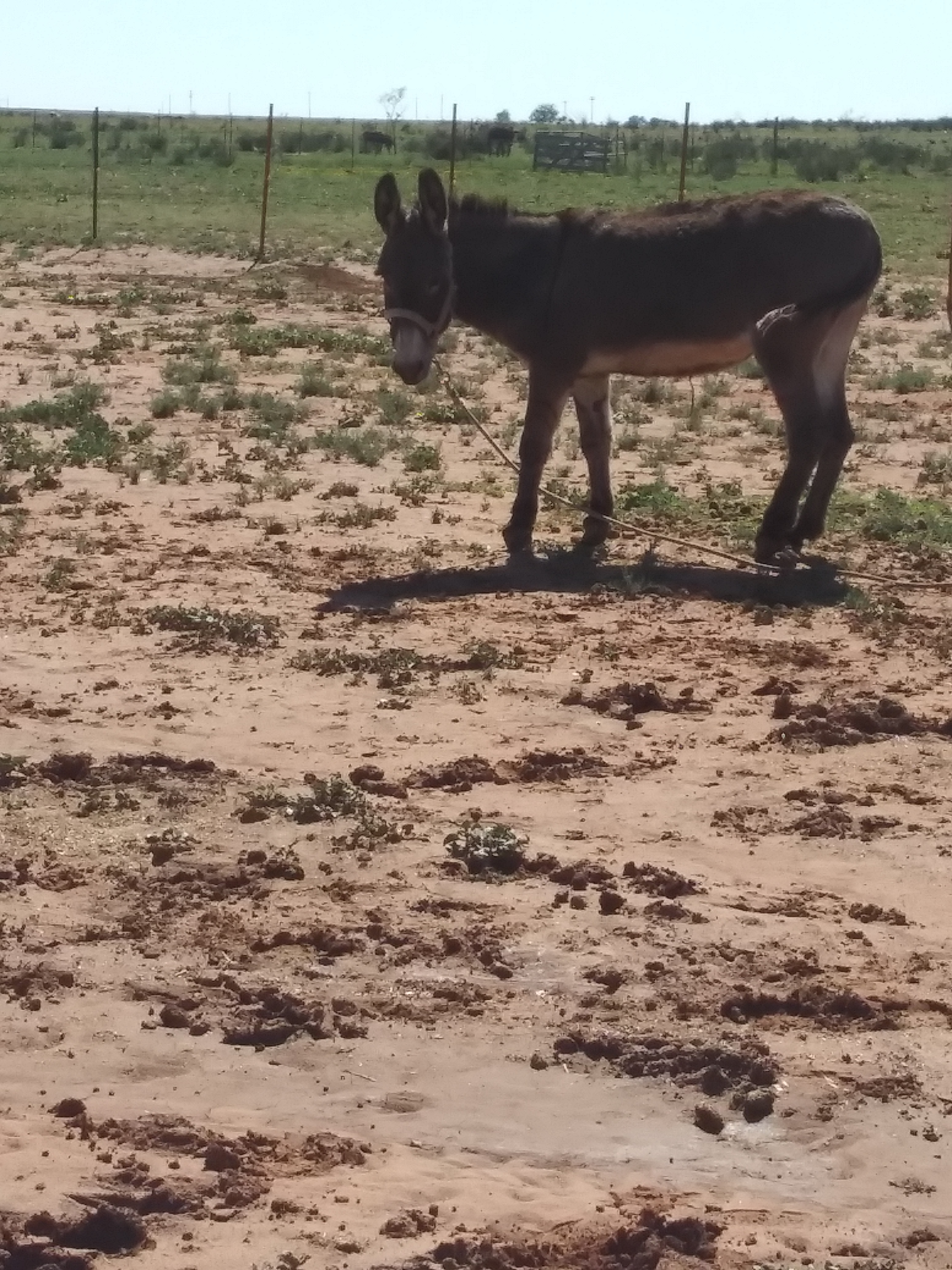 Pumpkin, a Adoptable mixed breed in Anton, TX image 1/4