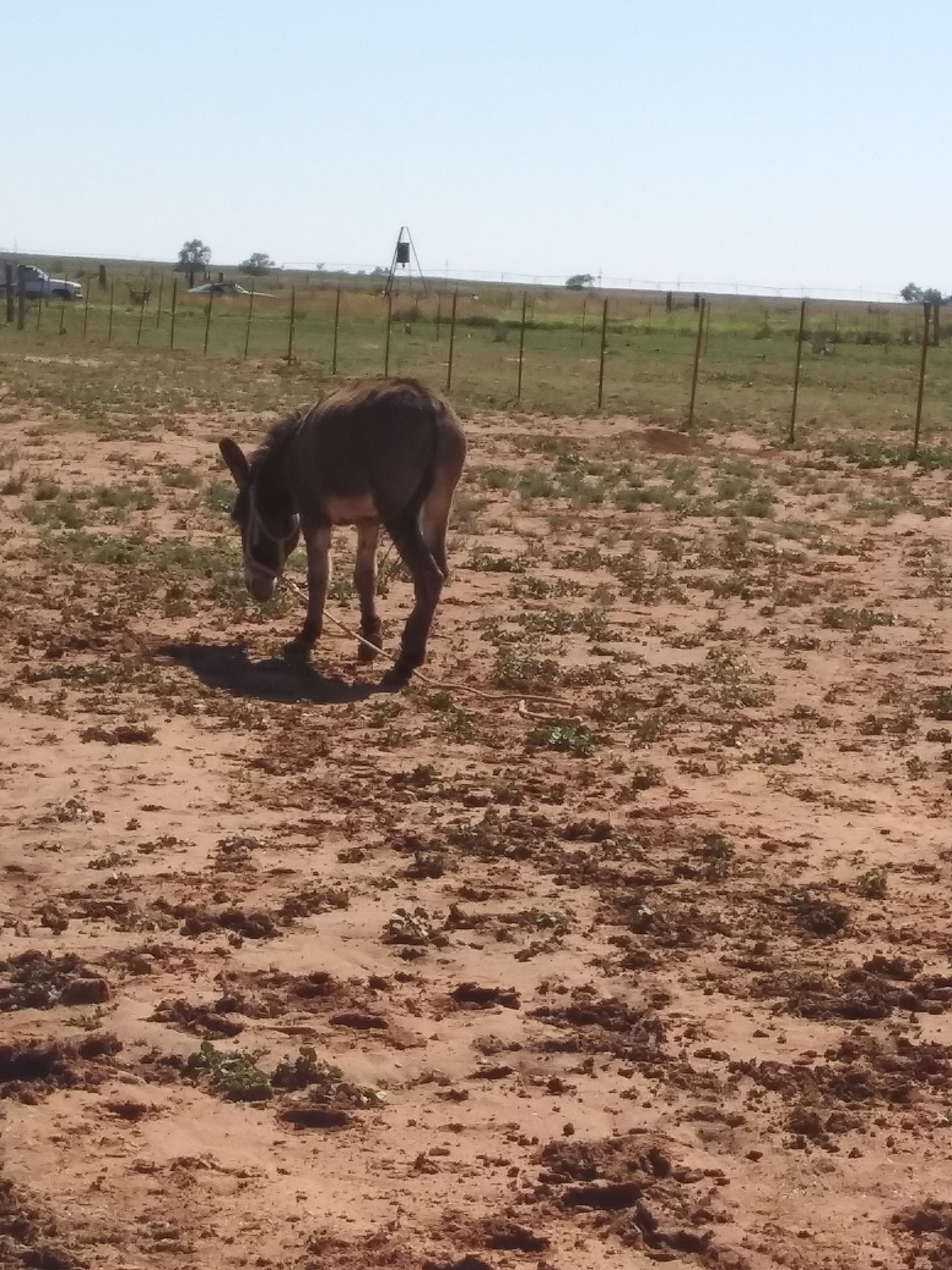 Pumpkin, a Adoptable mixed breed in Anton, TX image 2/4