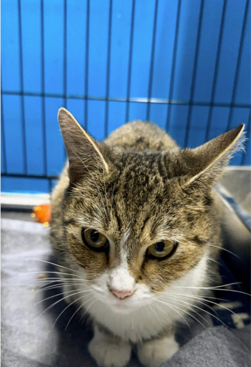 Prince, an adoptable Domestic Short Hair in Chicago, IL_image-1