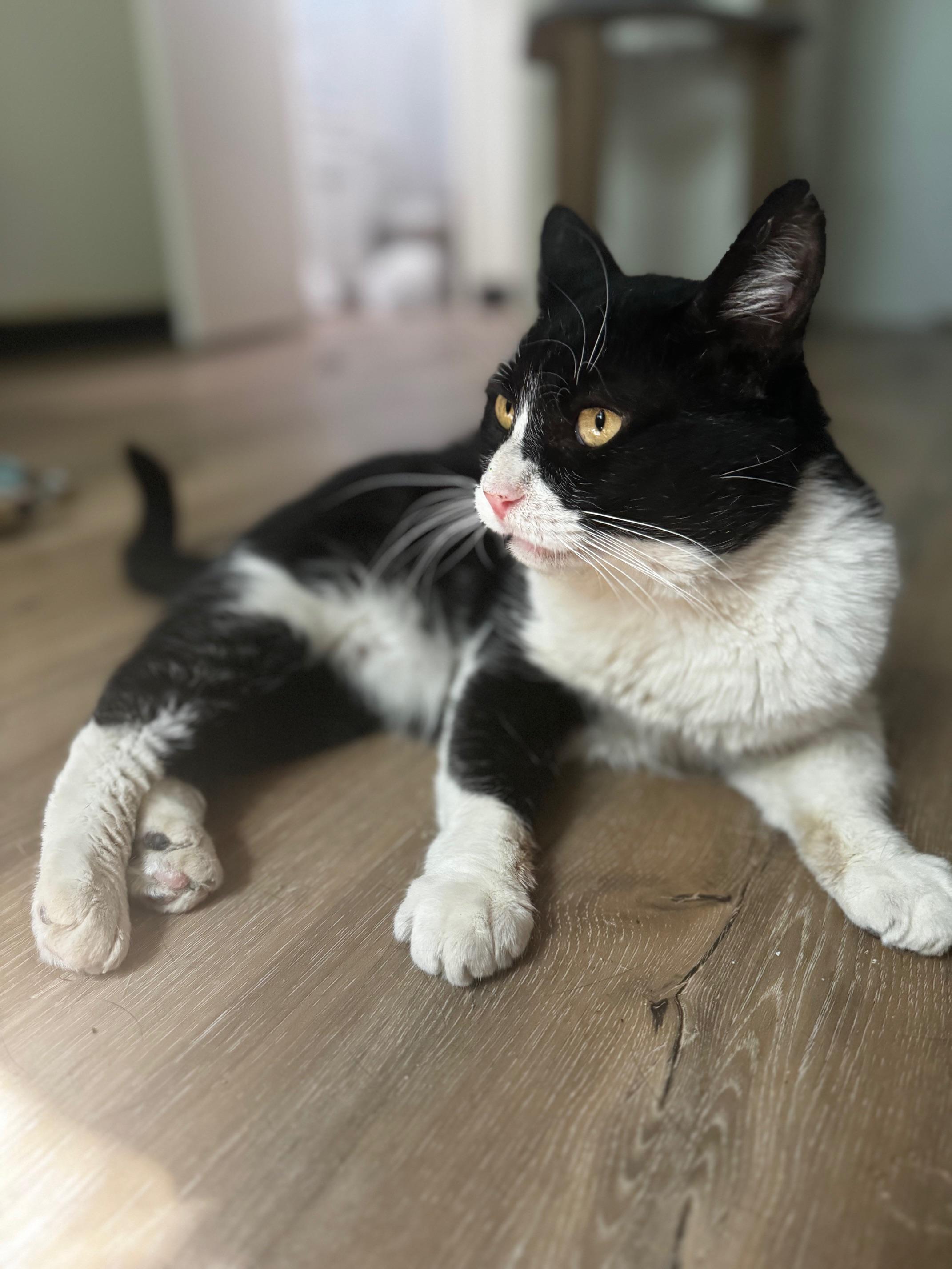 Ocho, Adoptable, Adult Male Domestic Short Hair.