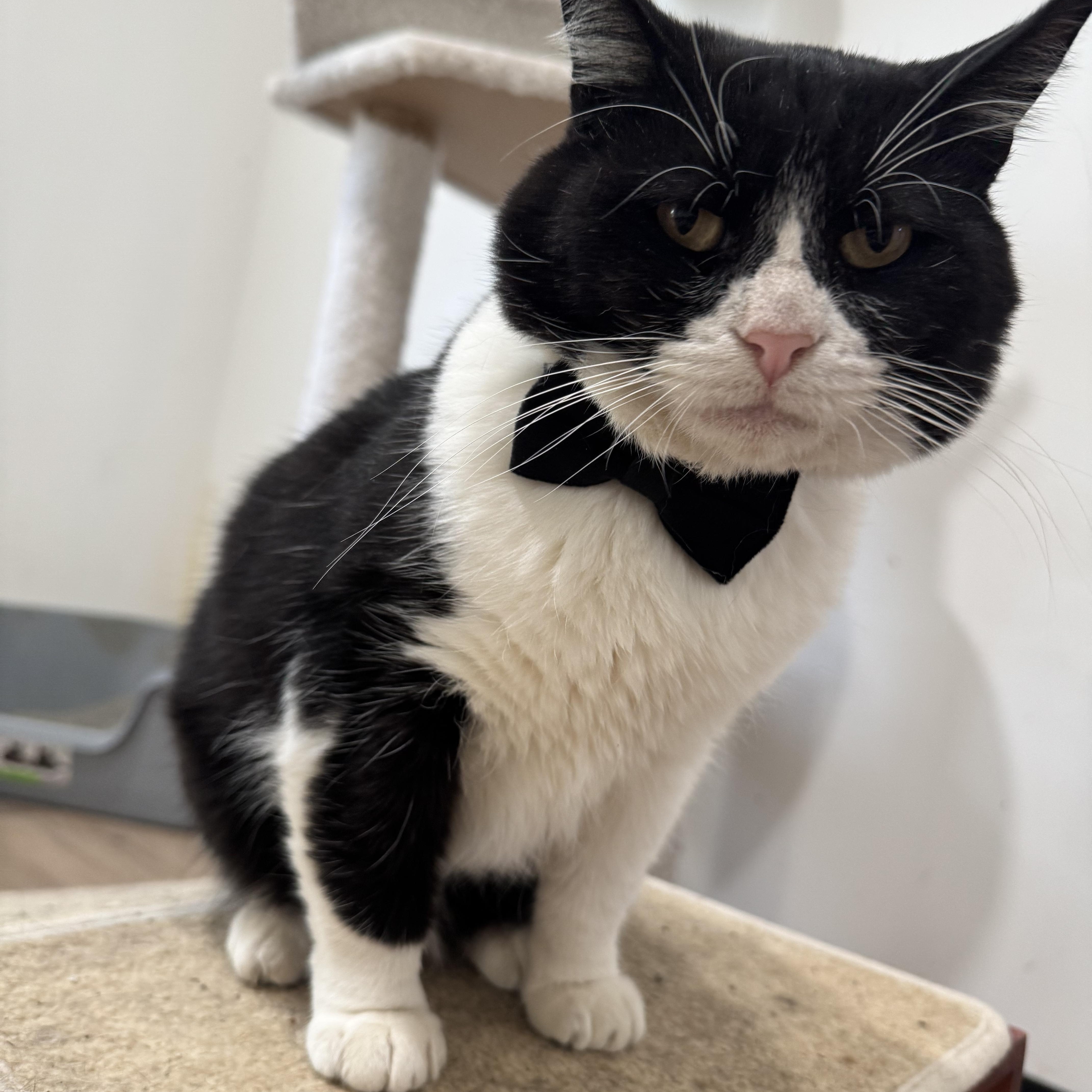 Ocho, a Adoptable Domestic Short Hair in Tracy, CA image 4/6