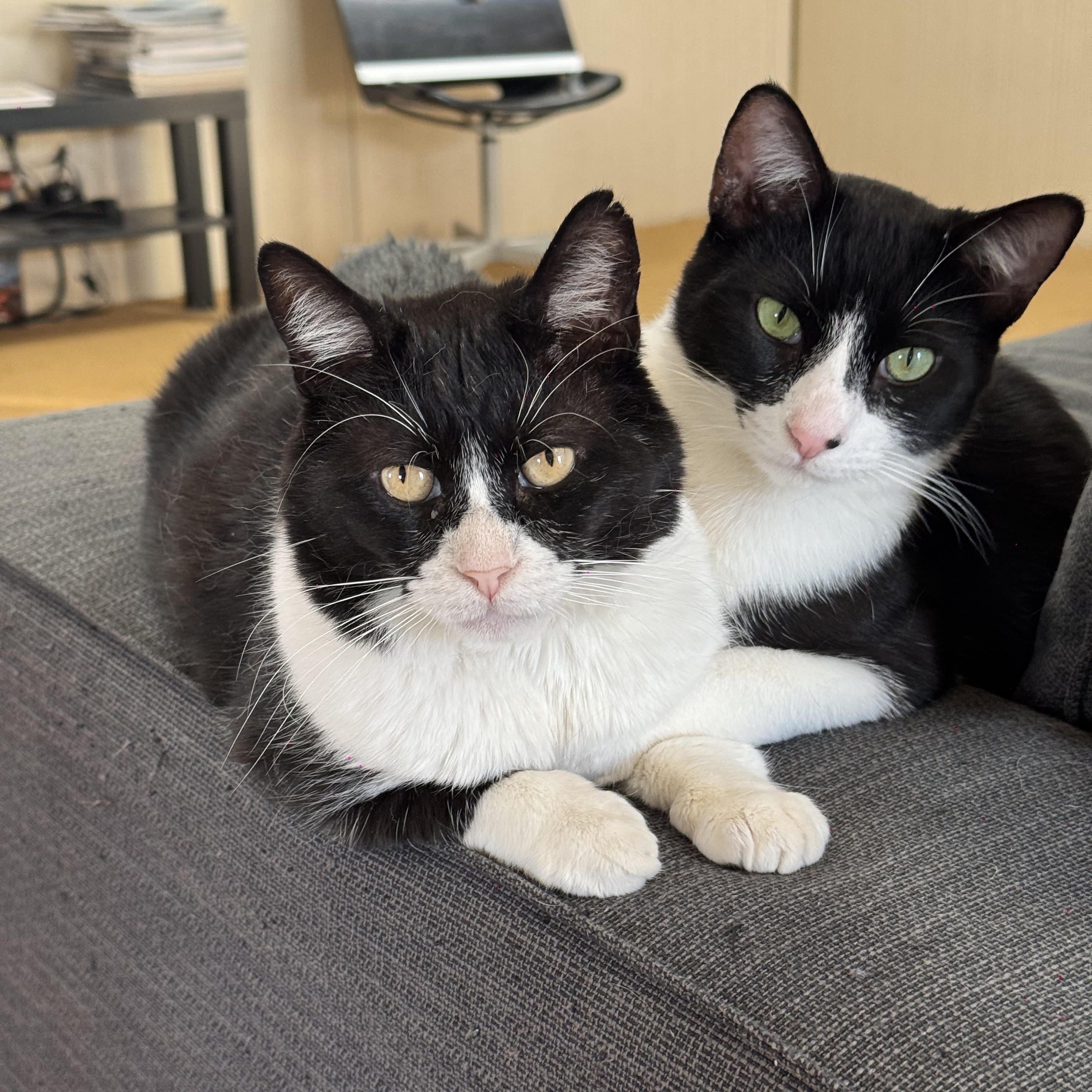 Ocho, a Adoptable Domestic Short Hair in Tracy, CA image 2/6