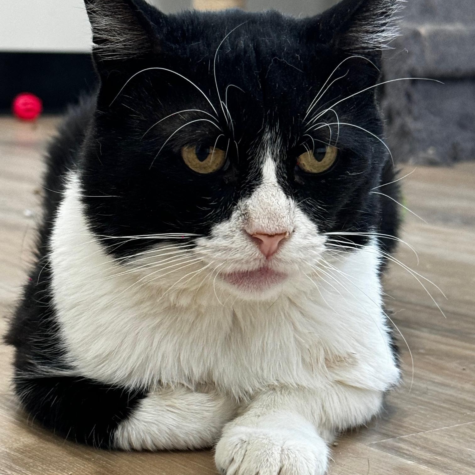 Ocho, a Adoptable Domestic Short Hair in Tracy, CA image 5/6