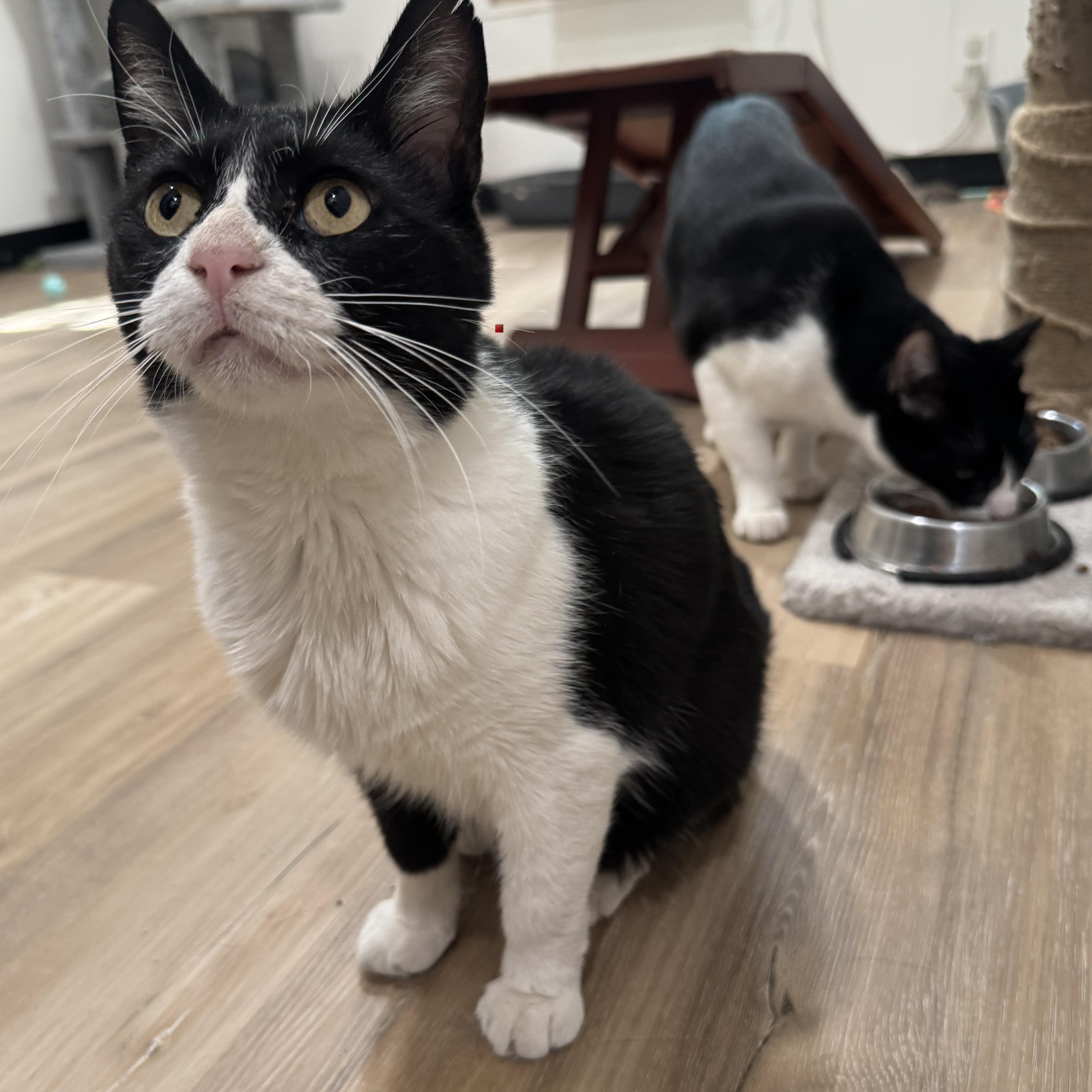 Ocho, a Adoptable Domestic Short Hair in Tracy, CA image 3/6