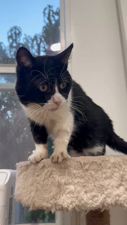 Enlarge Ocho, a Adoptable Domestic Short Hair in Tracy, CA video 6/6