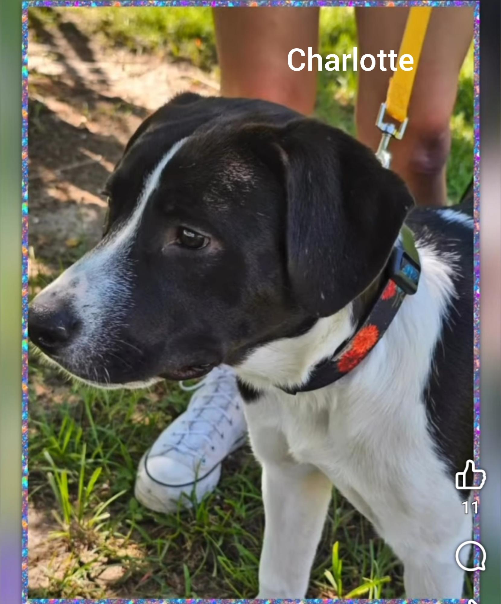 Enlarge Charlotte ( Orlando,  FL), a Adoptable mixed breed in Orlando, FL image 2/3