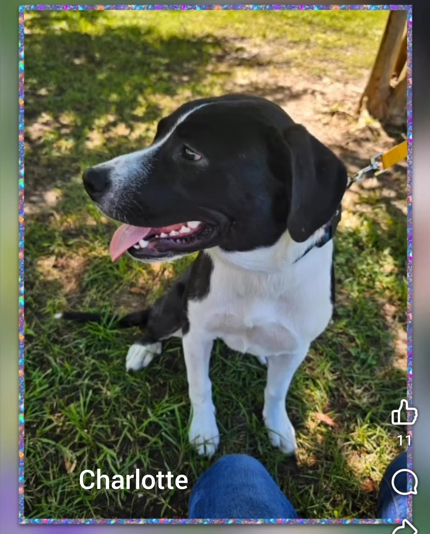 Enlarge Charlotte ( Orlando,  FL), a Adoptable mixed breed in Orlando, FL image 1/3