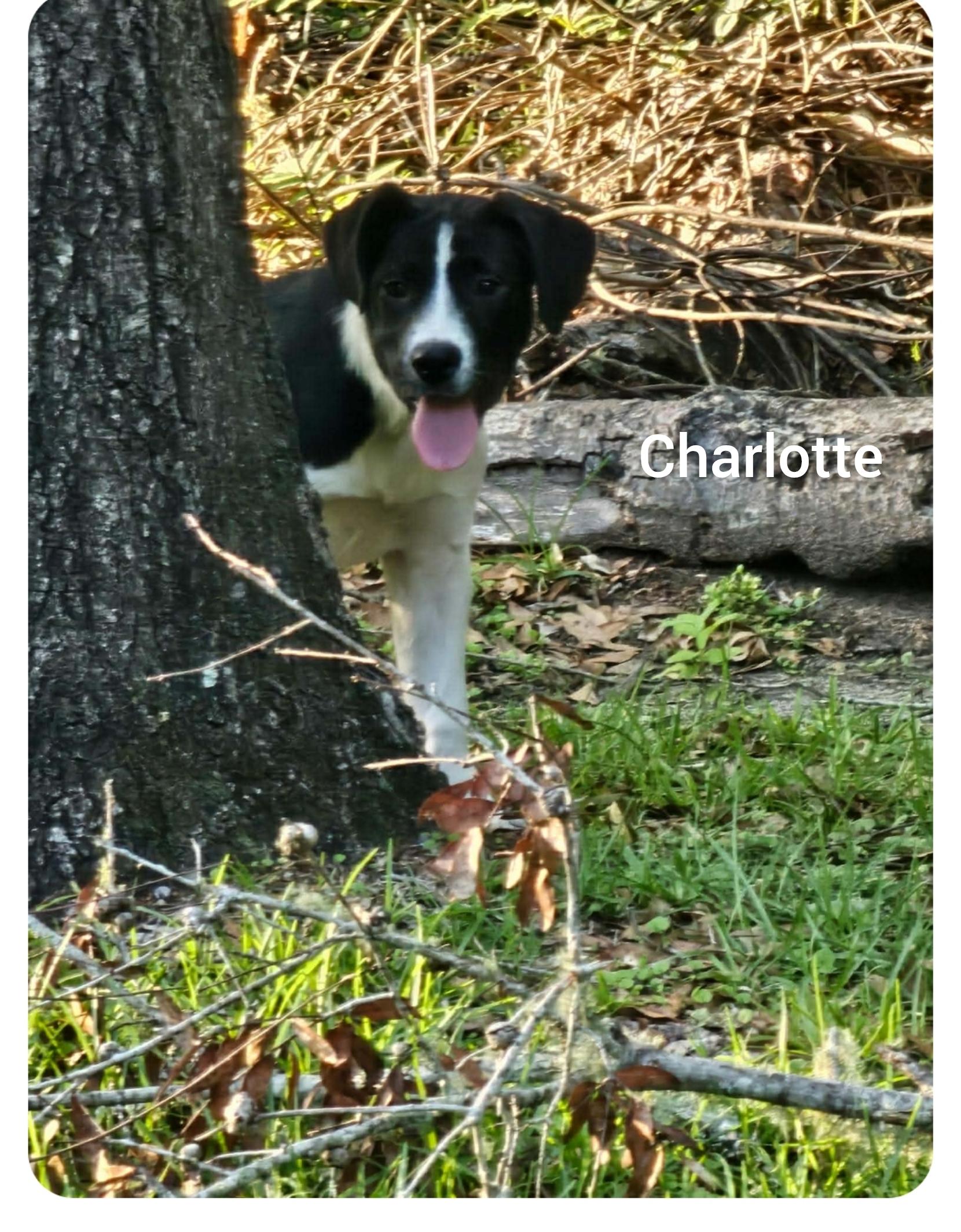 Enlarge Charlotte ( Orlando,  FL), a Adoptable mixed breed in Orlando, FL image 3/3