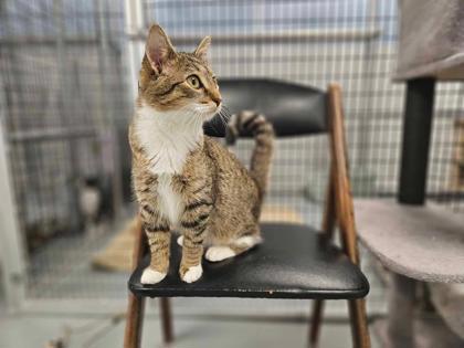 Sassy, a Adoptable mixed breed in Washington, IA image 1/2