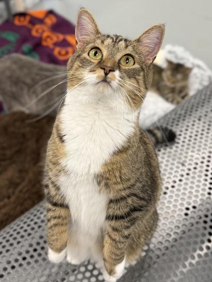 Sassy, a Adoptable mixed breed in Washington, IA image 2/2