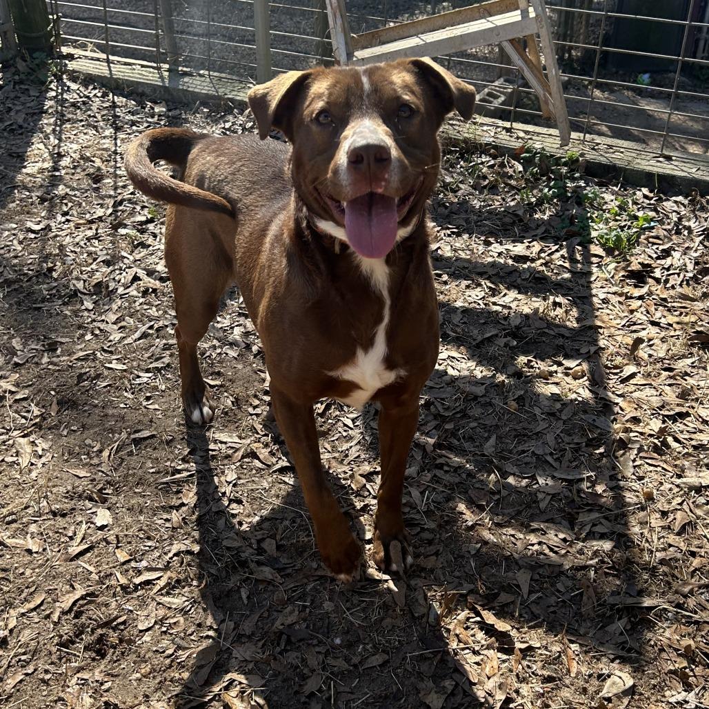 Enlarge Chicago, a Adoptable Labrador Retriever in Enterprise, AL image 1/2