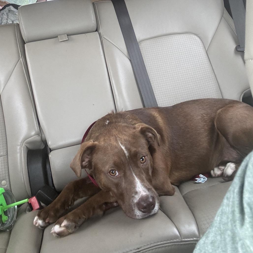 Enlarge Chicago, a Adoptable Labrador Retriever in Enterprise, AL image 2/2