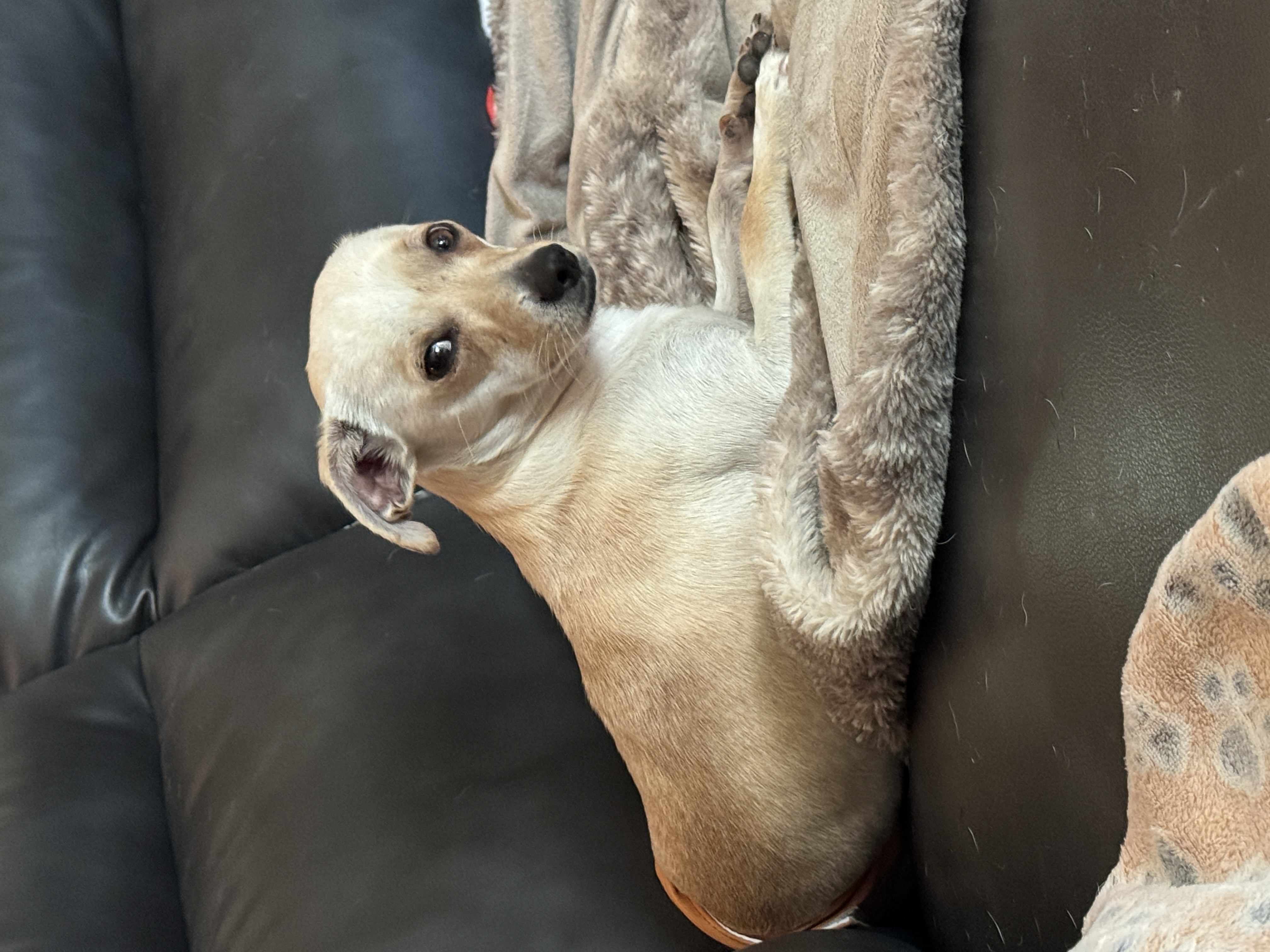 Neville, Adopted, Young Male Chihuahua & Dachshund.