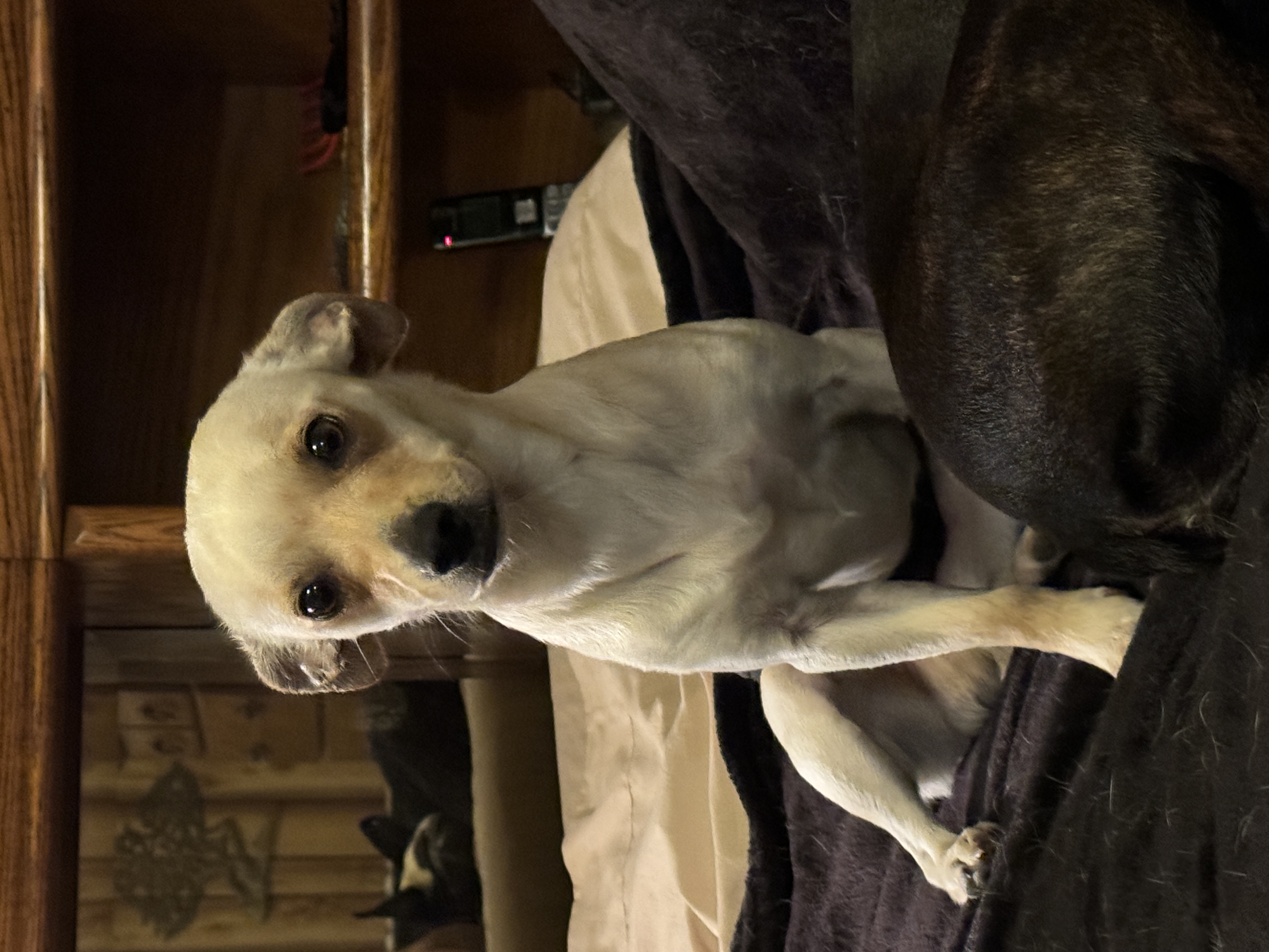 Enlarge Neville, a Adopted mixed breed in Erin, TN image 3/5