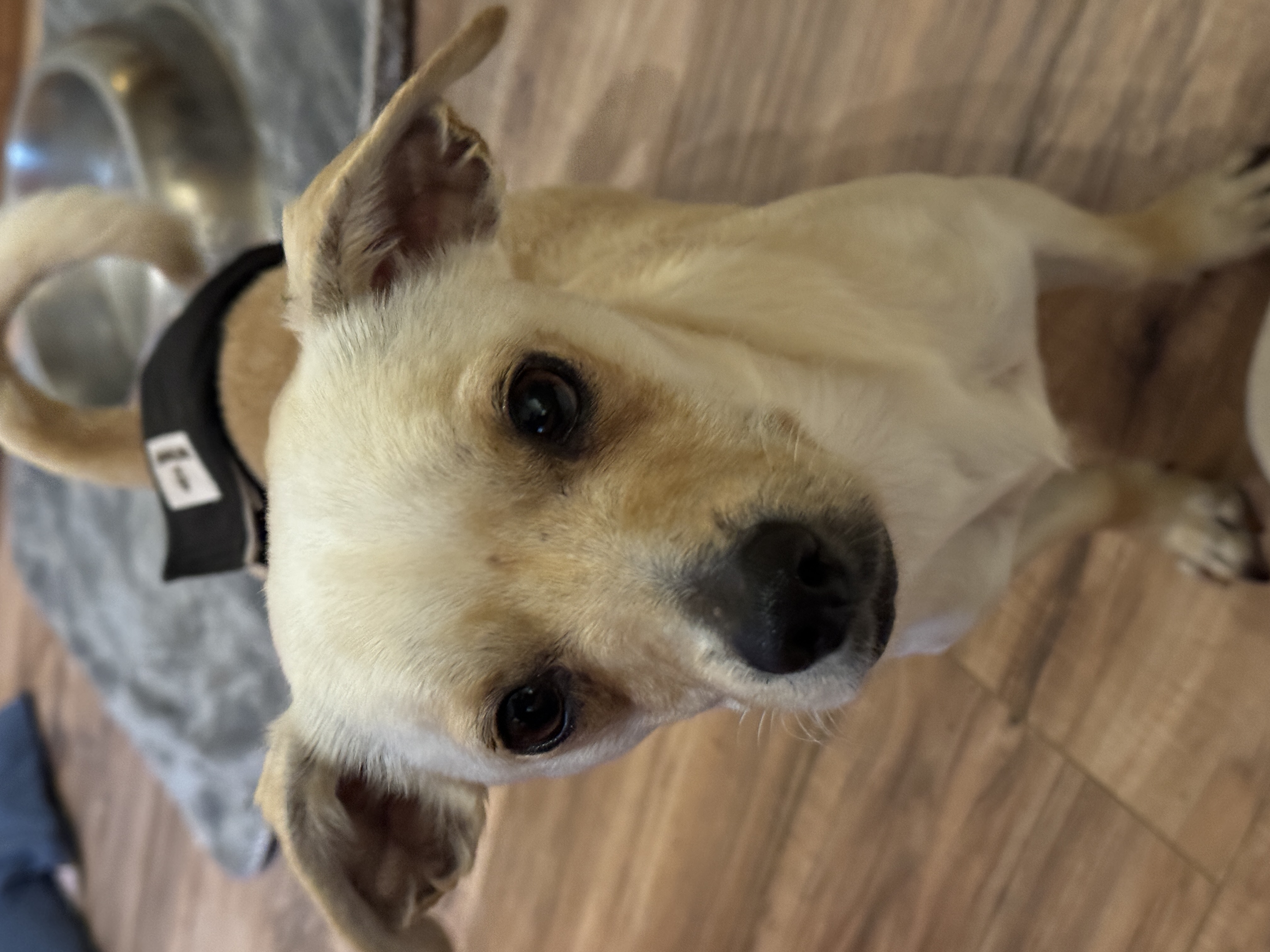 Enlarge Neville, a Adopted mixed breed in Erin, TN image 4/5