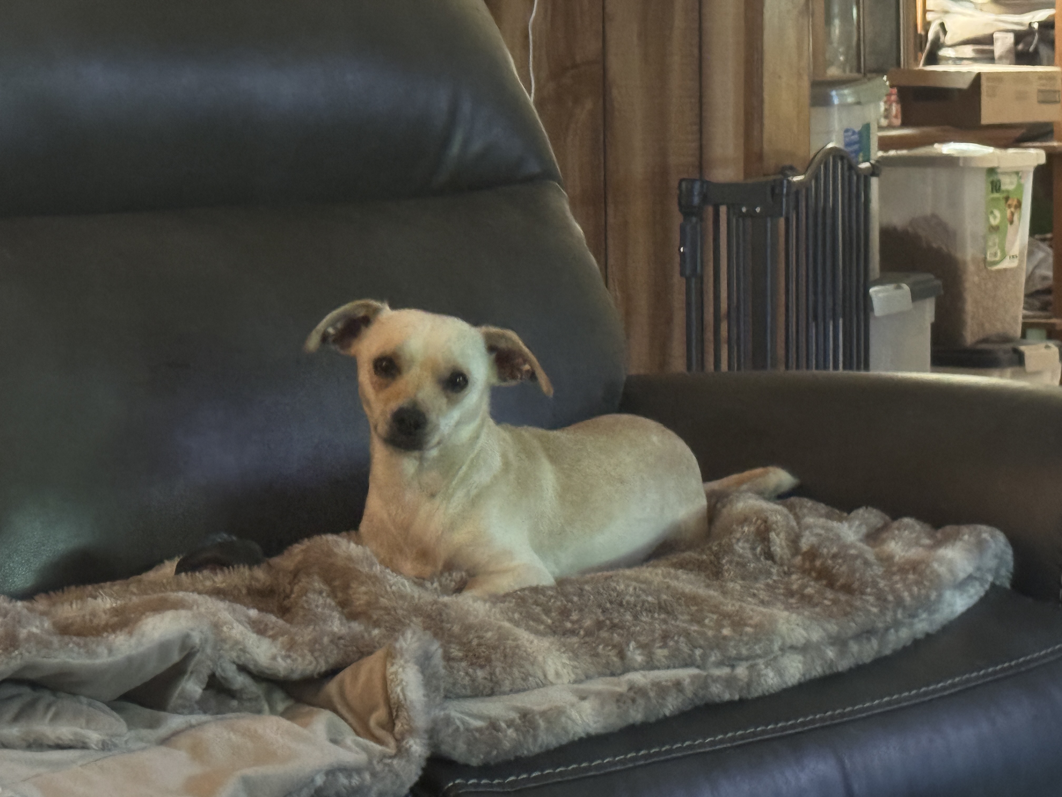 Enlarge Neville, a Adopted mixed breed in Erin, TN image 2/5