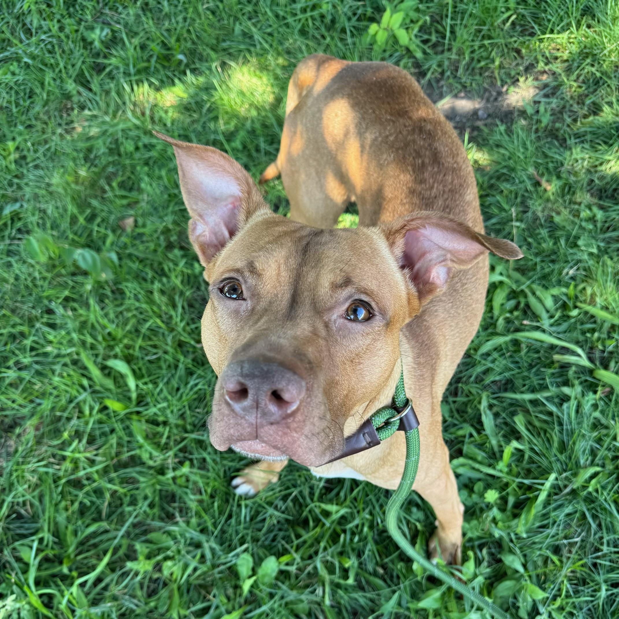 Noodle, Adoptable, Adult Male American Staffordshire Terrier.