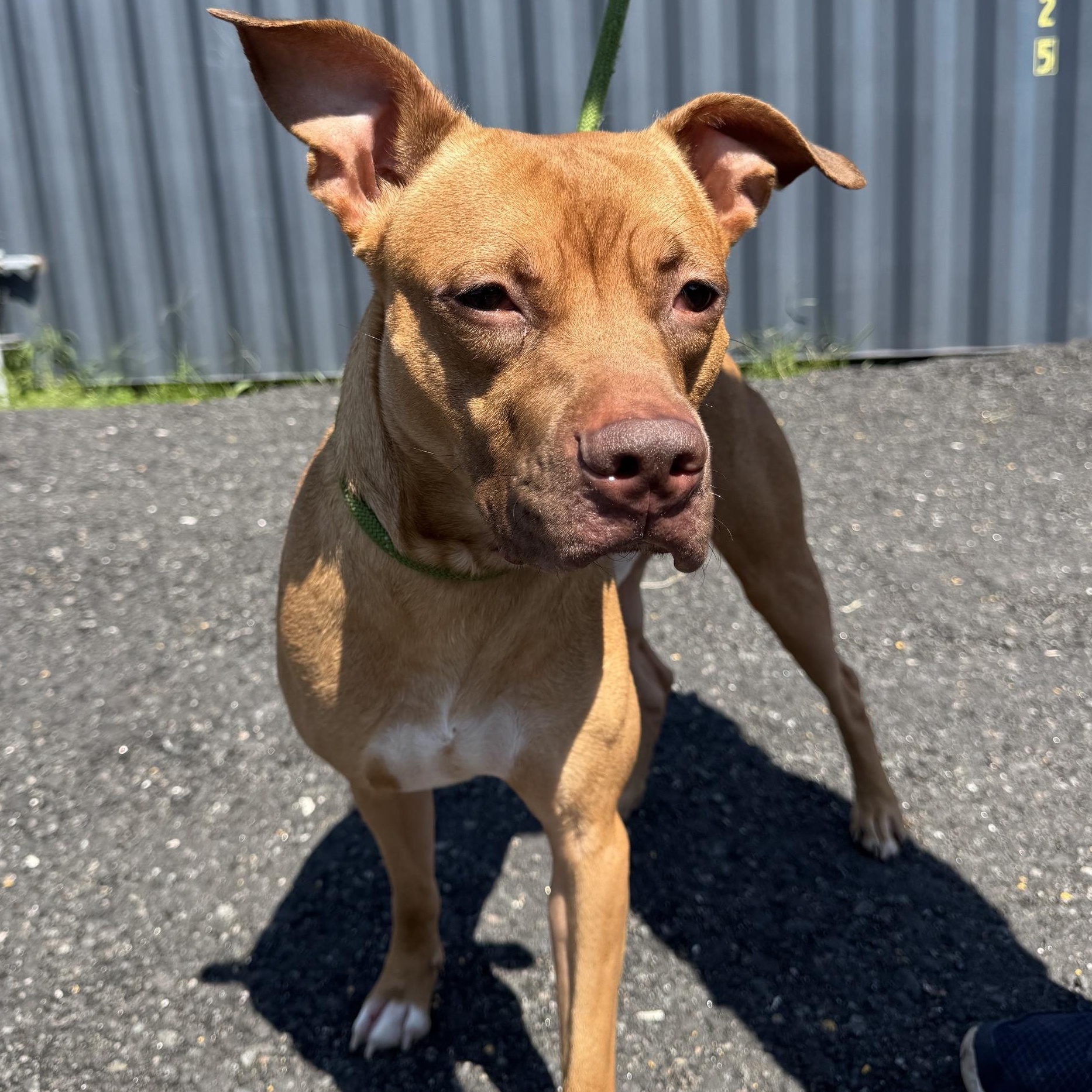 Enlarge Noodle, an adoptable American Staffordshire Terrier in Jersey city, NJ image 2/3