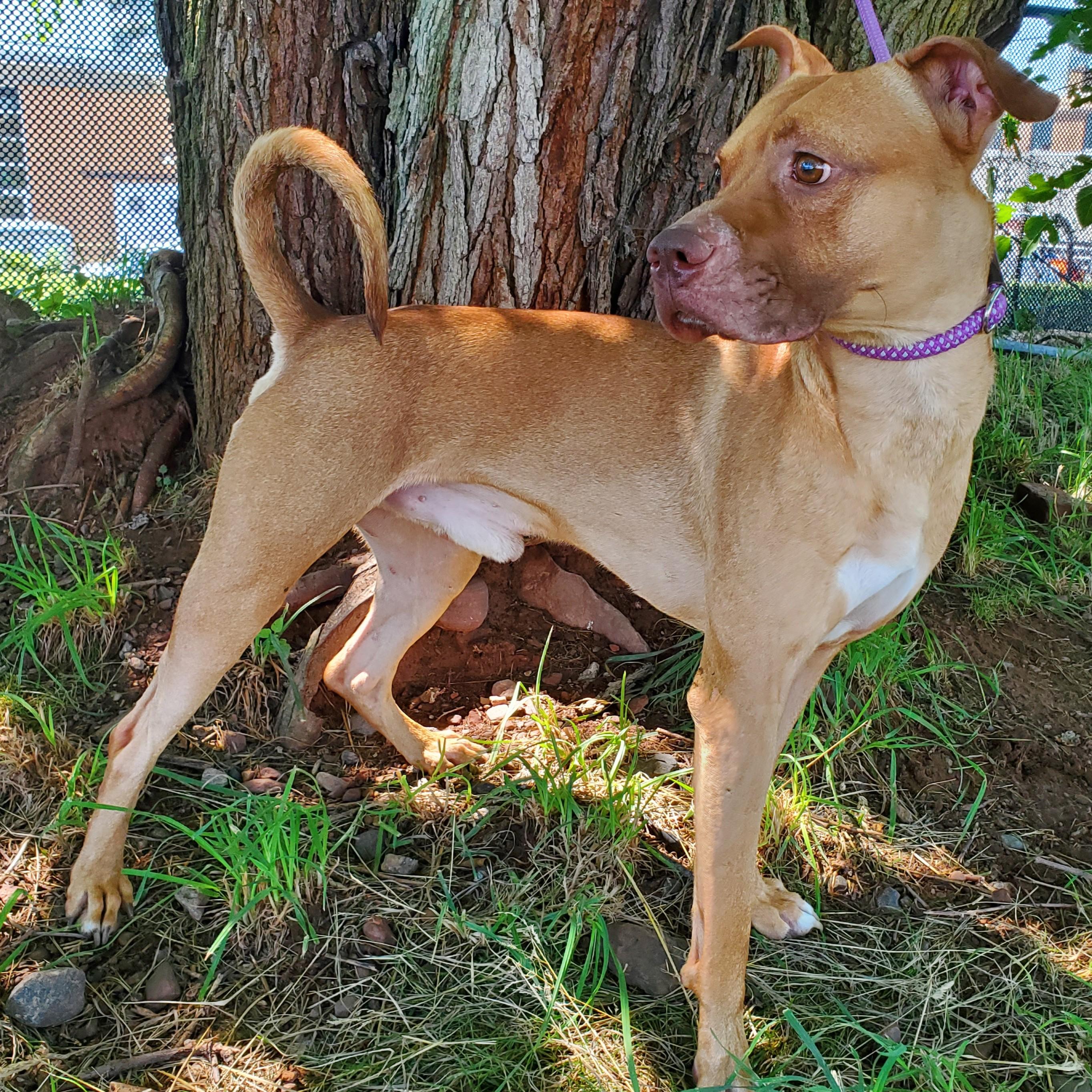 Noodle, adoptable, Adult Male American Staffordshire Terrier.