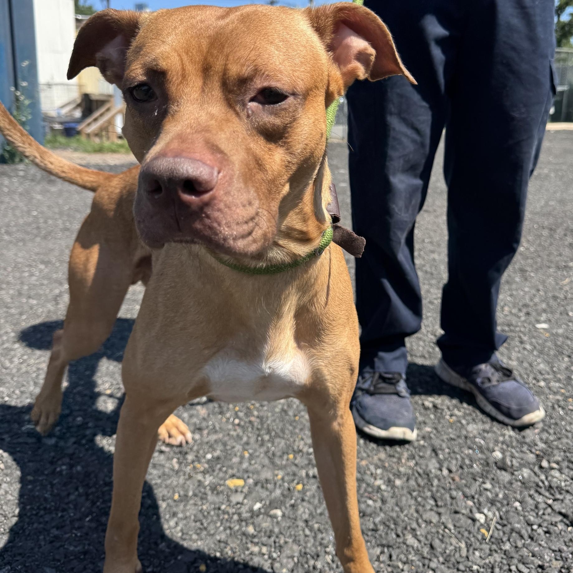 Enlarge Noodle, an adoptable American Staffordshire Terrier in Jersey city, NJ image 3/3